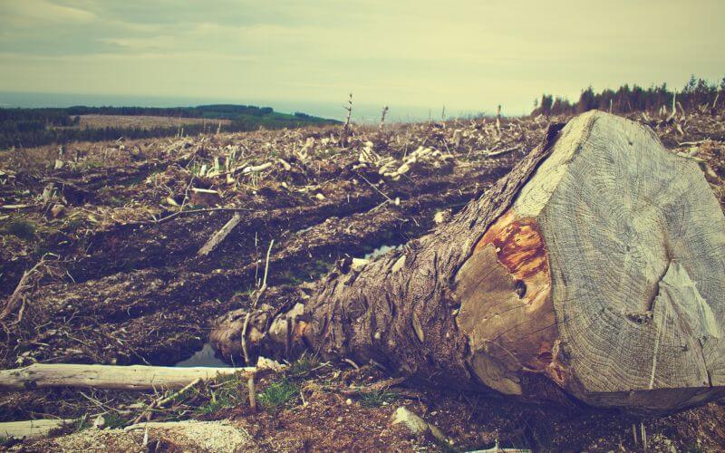A Nova Ferramenta do Ibama para o Controle do Desmatamento